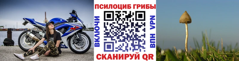 ссылка на мегу tor как найти закладки Киреевск Галлюциногенные грибы Psilocybine cubensis